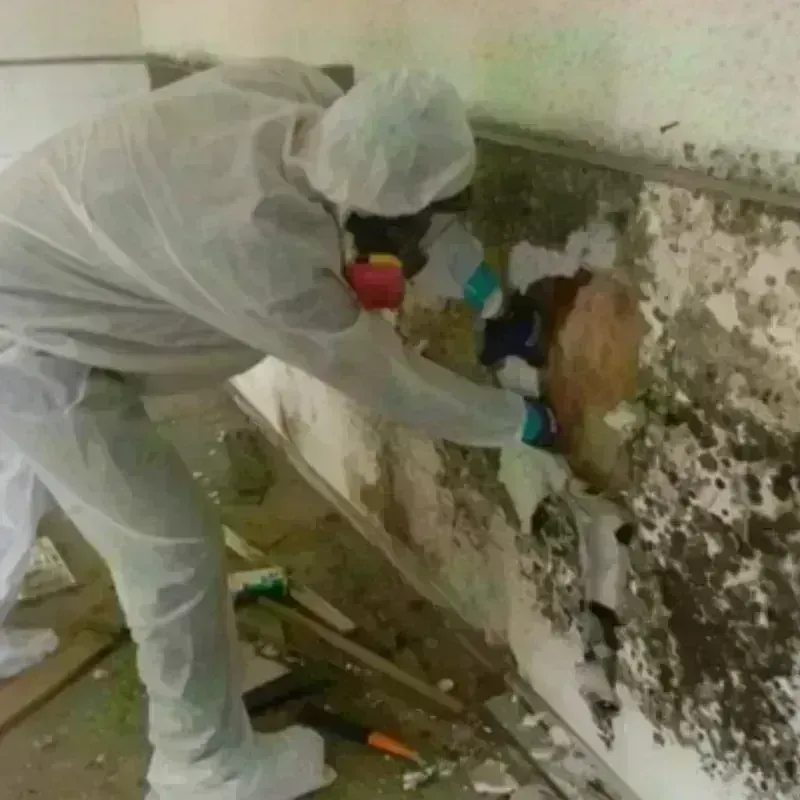 Mold Remediation and Removal in Chittenden County, VT